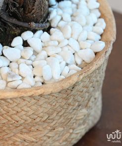 Aglaonema strips large in white ceramic pot