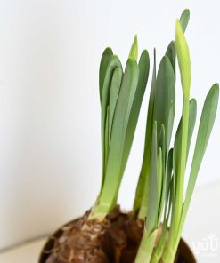narcissus yellow flowers
