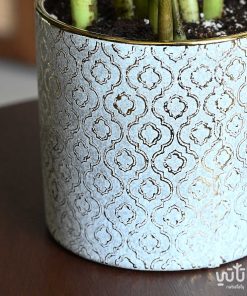 Aglaonema strips large in white ceramic pot
