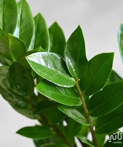 Aglaonema strips large in white ceramic pot