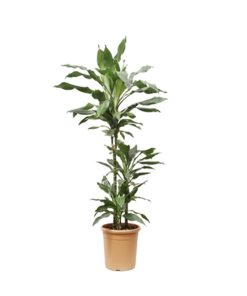 طقم احواض سيراميك